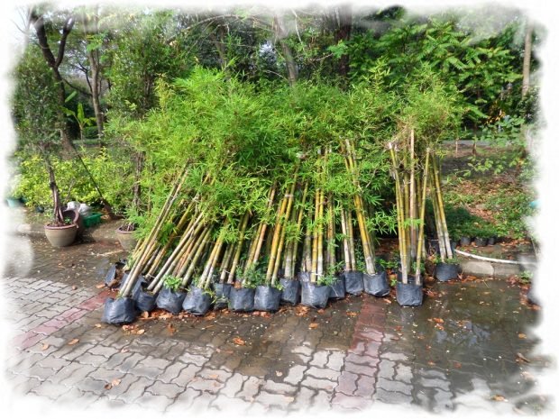 Bamboo seedlings in waiting to board in Queen Sirikit Park