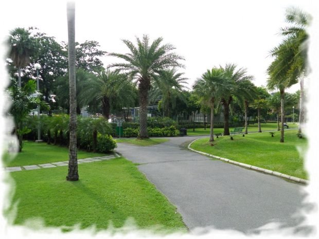 Chatuchak Park in Bangkok - palm trees and paths