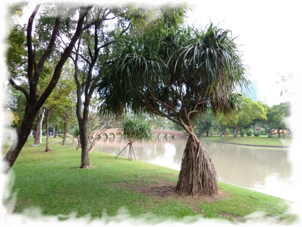 Chatuchak Park in Bangkok - the original tropical trees near the water