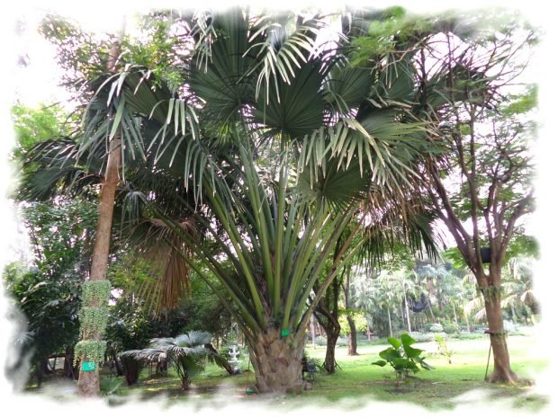 Different types of trees in the park Queen Sirikit