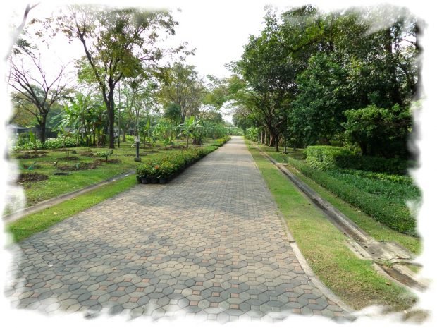 Queen Sirikit Park in Bangkok. Left - the garden of banana trees.