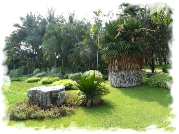 View of part of the palm grove in the park Queen Sirikit
