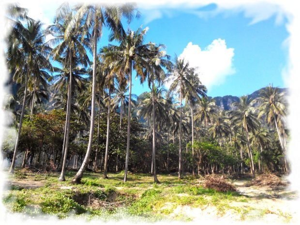 Palm grove in the central part of Tonsai Beach (Peninsula Railay)