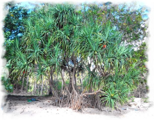 Tonsai Beach (Railay peninsula) - Pandanus tree (wild pineapple)
