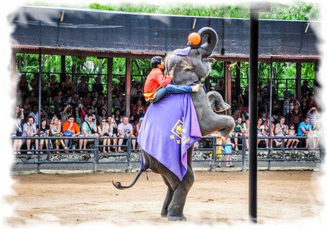 Pattaya has many shows with animal for children